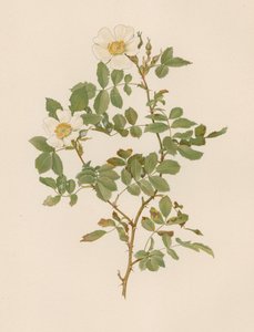 English Rose by English School